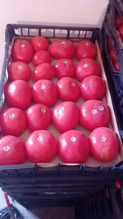 Помидор сотамиз оптомга Туркманистоники