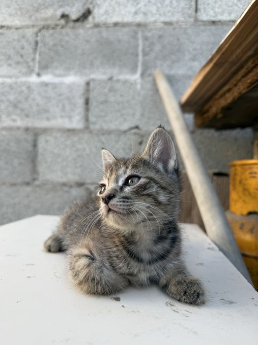 Отдам бесплатно котят