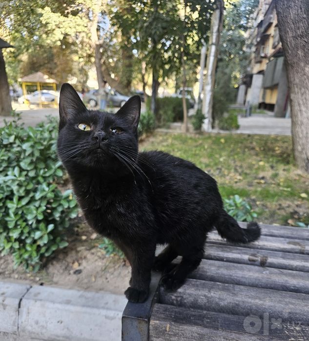 Чёрная кошка котёнок в Добрые Руки!