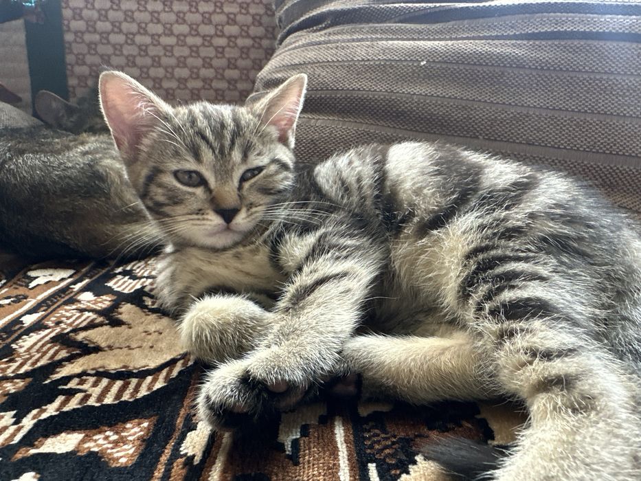 Котенок девочка 2 месяца