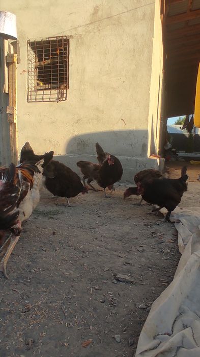 Курей цыплята продам астролоб