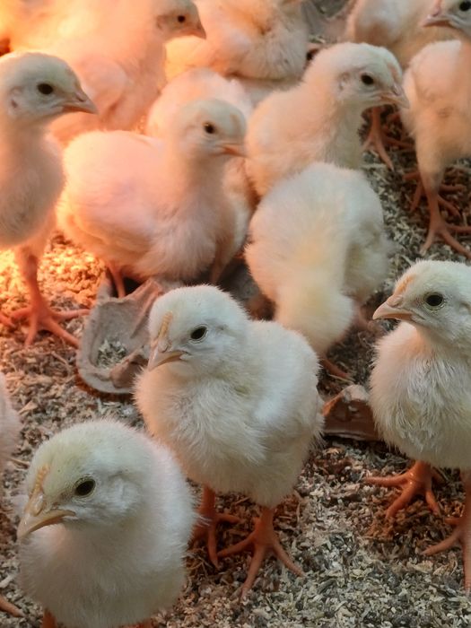 Цыплята броилер 10 днеи