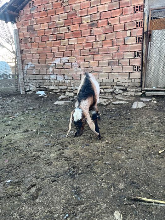 Млад  пърч продава или заменя