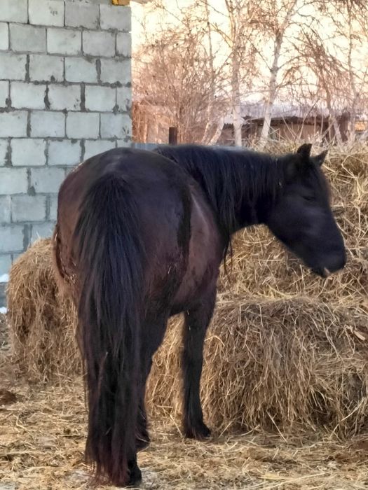 Лошади с откорма