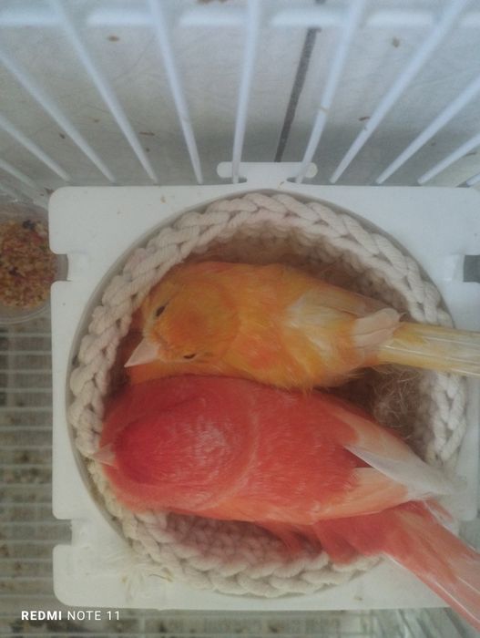 Канарейка. Нарла. 1 еш. Ярийй