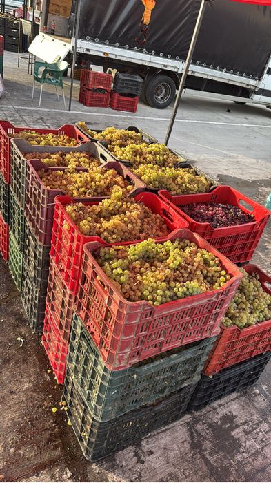 Struguri de vin capsunica sau alte soiuri