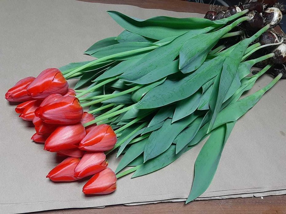 Тюльпаны оптом и в розницу к 8 марту