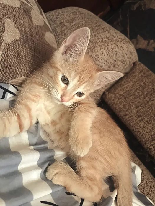 Отдам двух милых котят