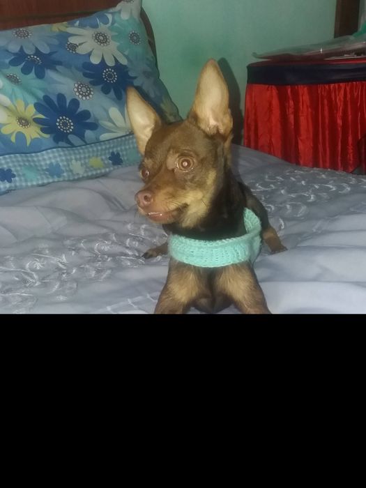 Ищем подругу для вязки