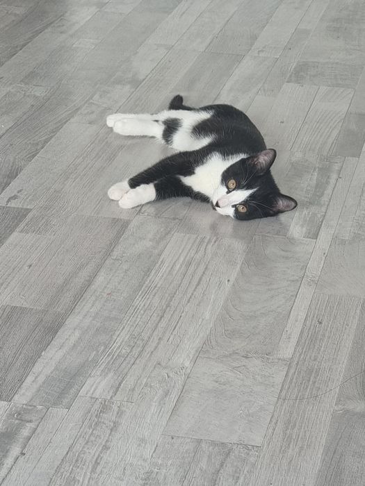 срочно отдам котёнка,мальчик