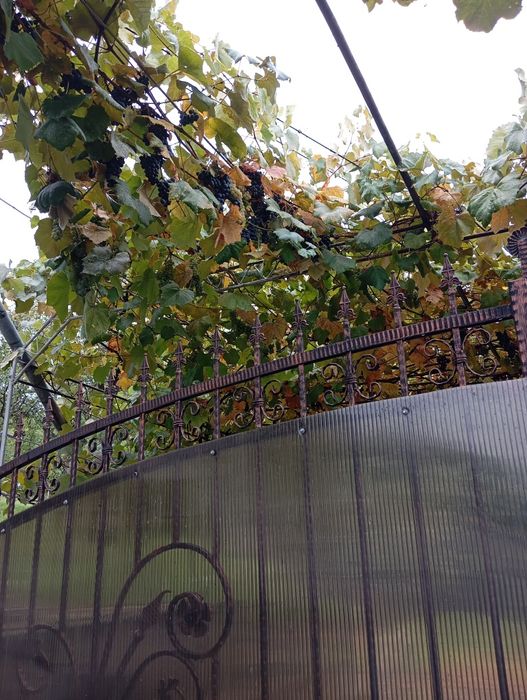 Vând struguri alb și negru hibrid