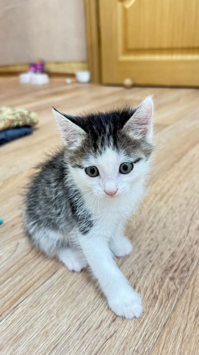 Котёнок в хорошие руки