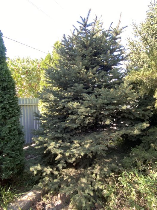 Продам Сад Туи Ель можевейник