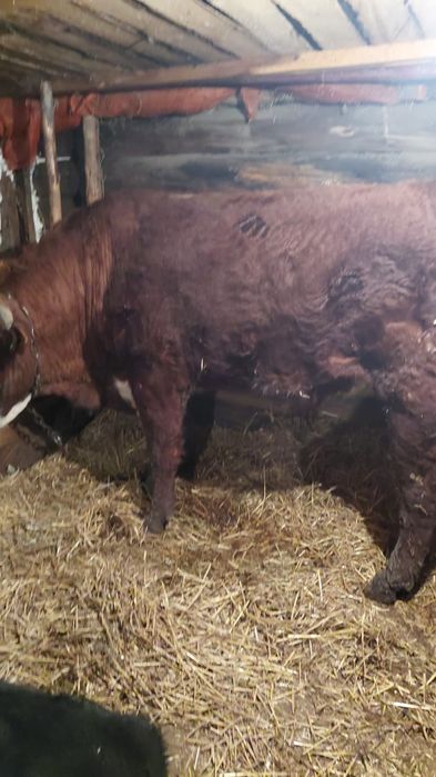 Продам быка 2 года