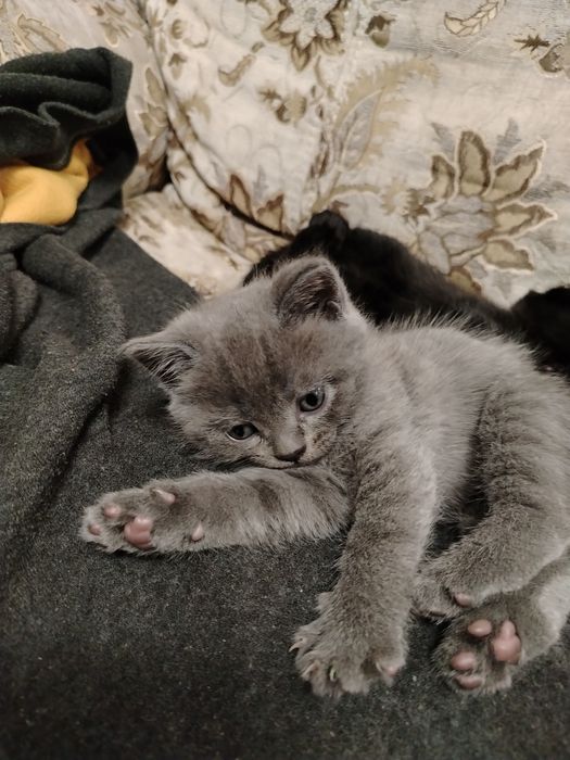 Продается шотландский кот