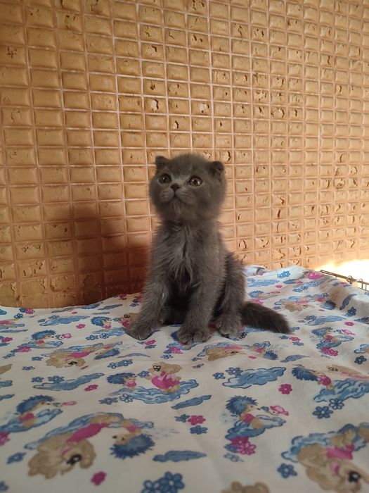 Продаются котята