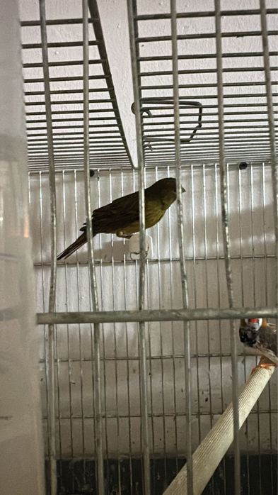 Zebre australiene , canar , perusii