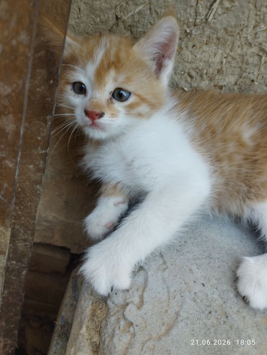Отдам котят мальчик девочка