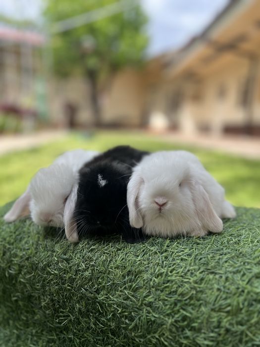 Карлыковый кролики | карлик куенлар