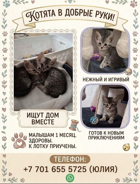 Отдам в добрые, любящие руки.