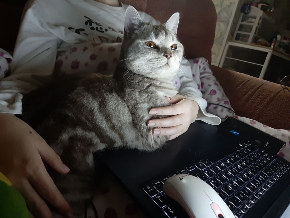 Ласковый котик в добрые руки