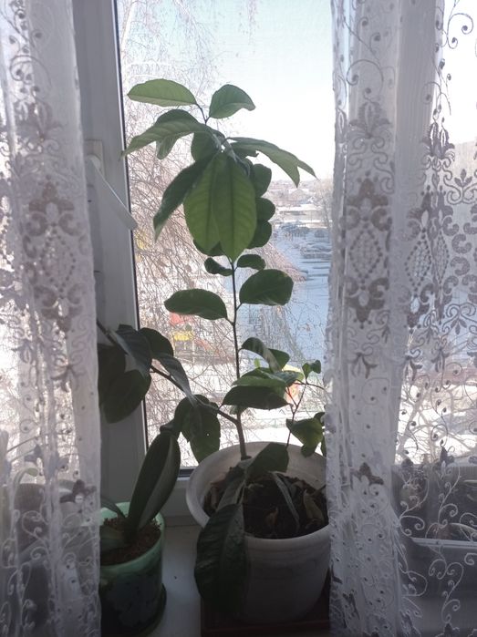 Дерево лимона молодое