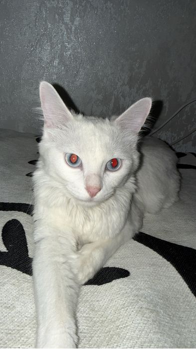 Отдам кота добрые руки