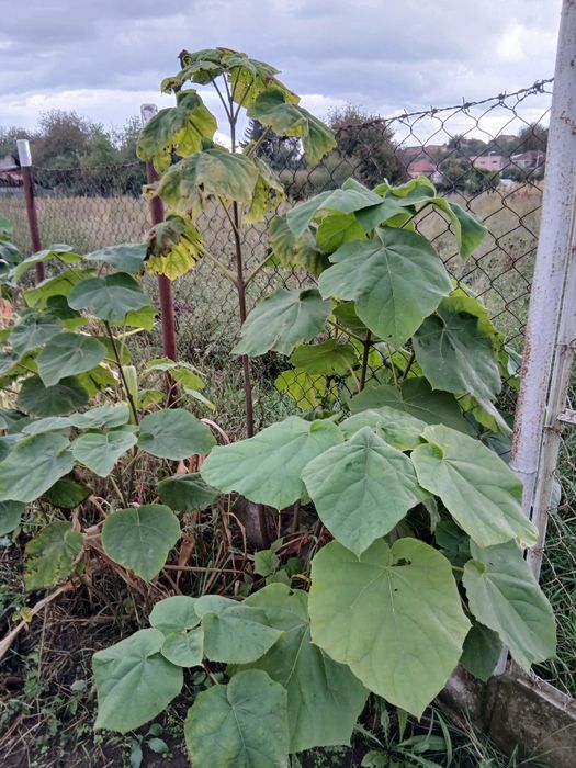 Pomi paulownia de 1 an