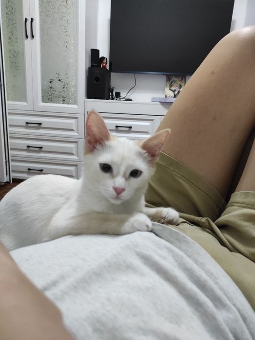 Кошечка стерилизованная