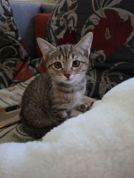 Котята домашние в добрые любящие руки