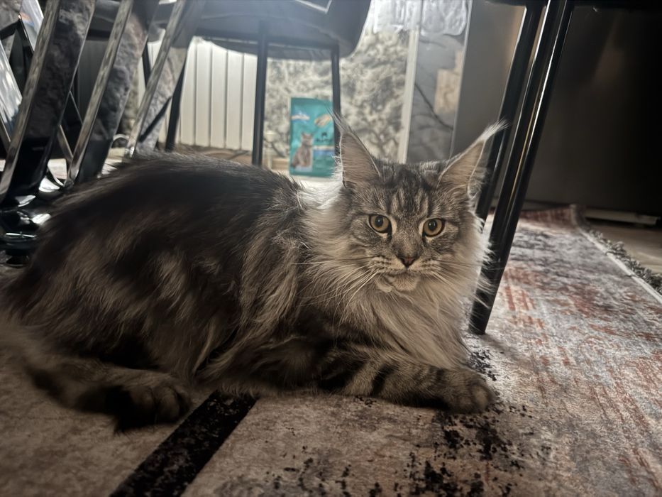 Продам кошку Мейкун