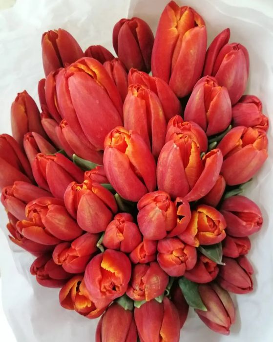 Тюльпаны оптом от 420 тенге