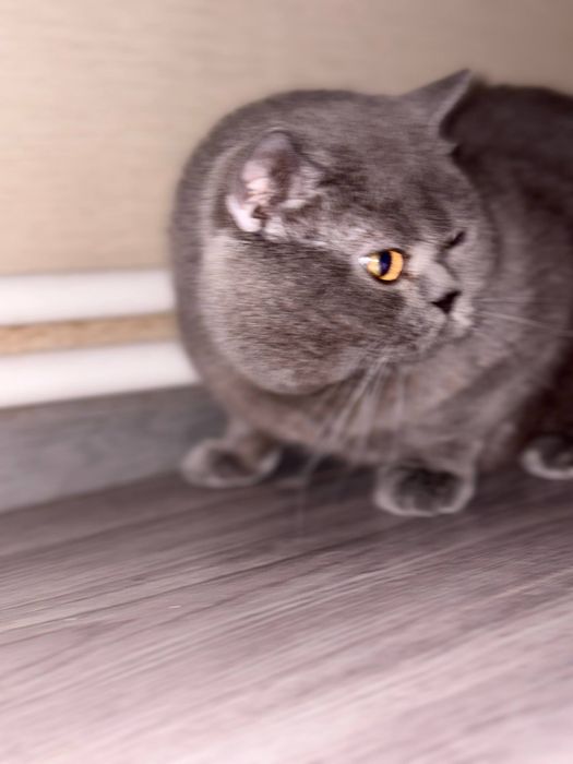 Joni oʻgʻil bola  qoʻshilishga tayor