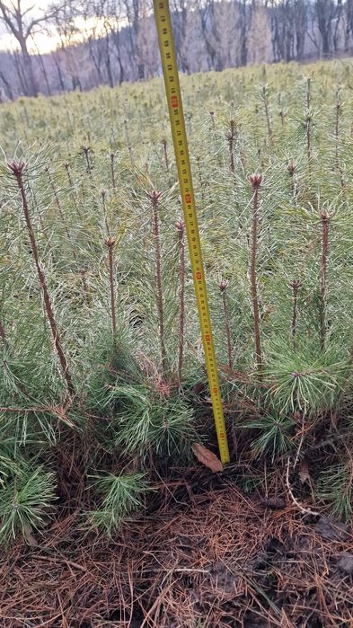 Puieți de pin Silvestru