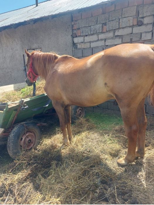 Vând cal castrat de 7 ani