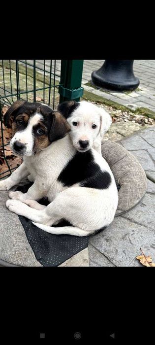 Кученца си търсят дом