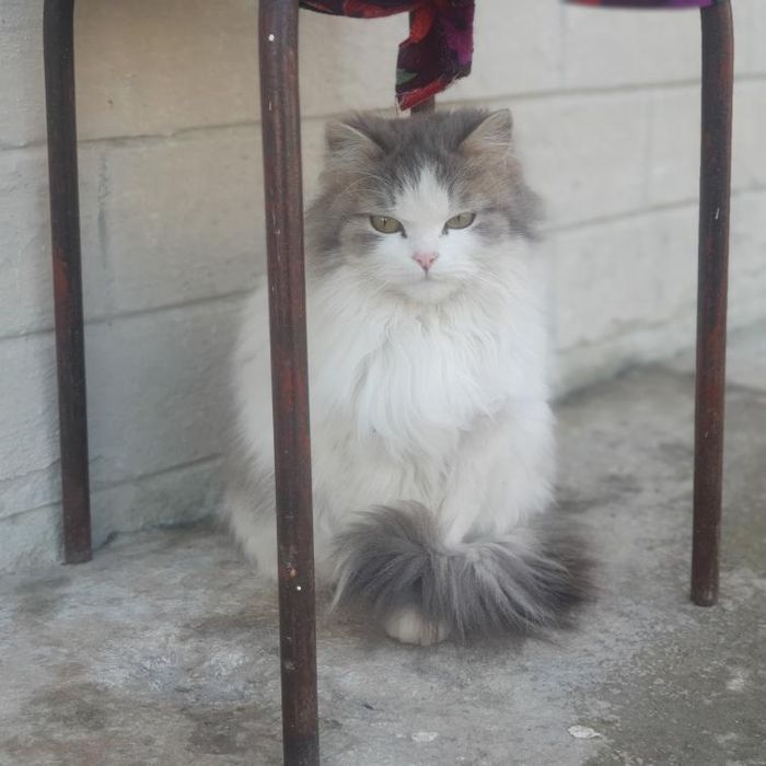 Скоттиш страйт длинношёрстных