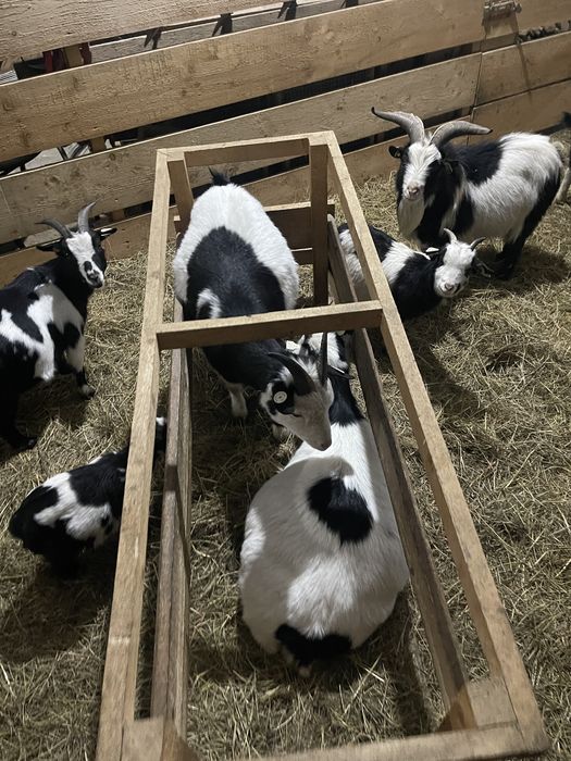 Capre pitice American Pigmy