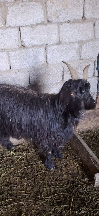 Ешкілер сатылады