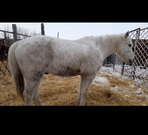 Продам лошадь рабочую