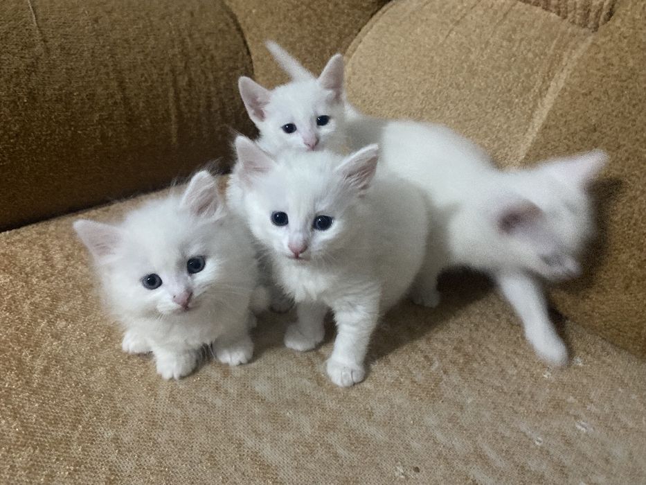 Турецкие ангоры котята