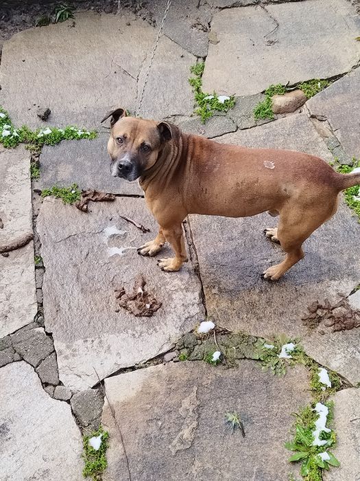 Подарявам куче питбул