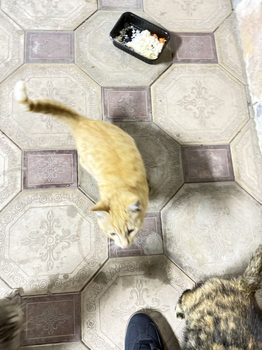 Кошки в добрые и спокойные руки