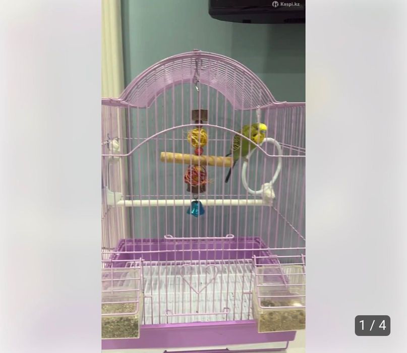 Продам попугайчика по имени Кеша
