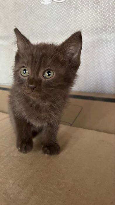 Милые котята в добрые руки