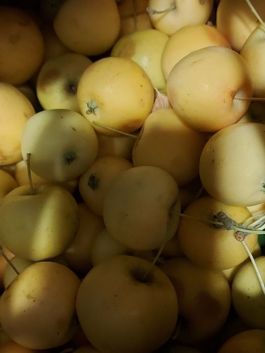 Продам яблочки уралка