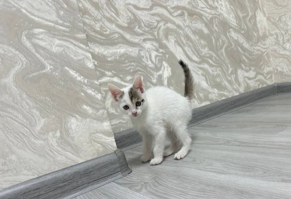 Отдам в добрые руки