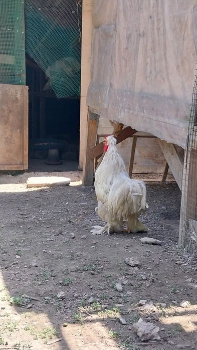 Крупный Петух брама