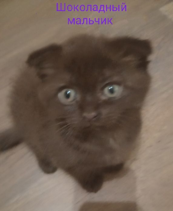 Британские котята