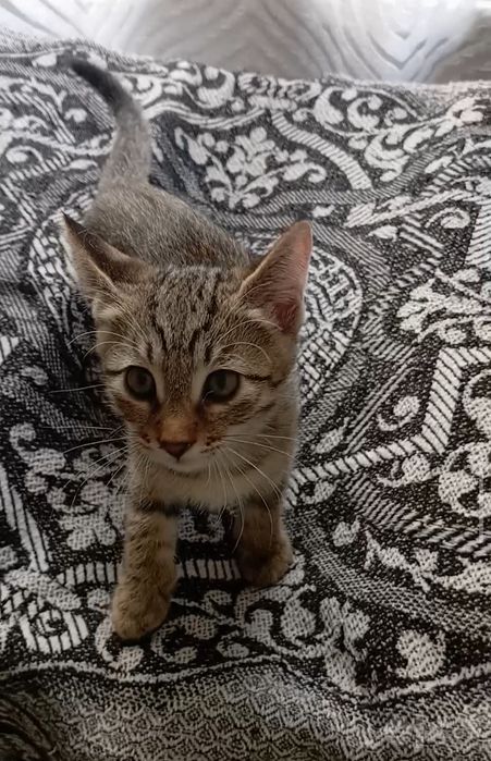Котенок мальчик, 2 мес., умный, не крикливый.